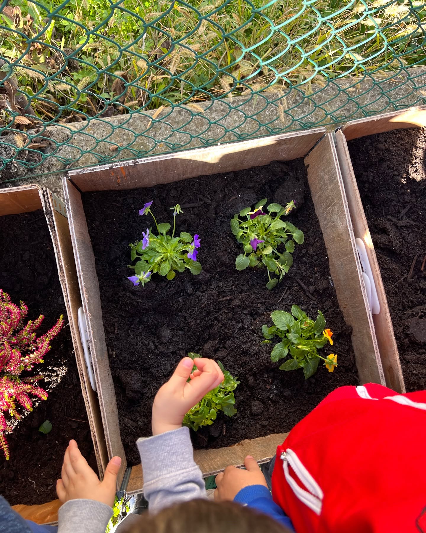 Piccole mani si prendono cura dei fiori in una fioriera