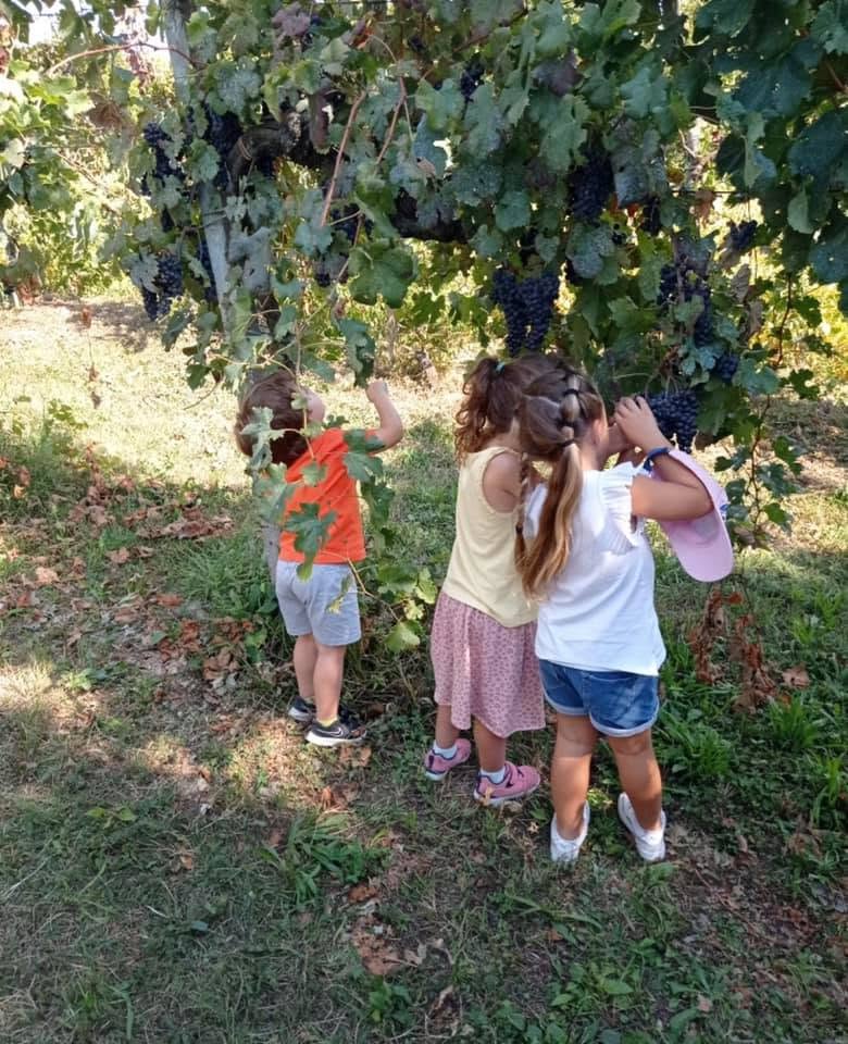 Bambini osservano e raccolgono l’uva tra i filari
