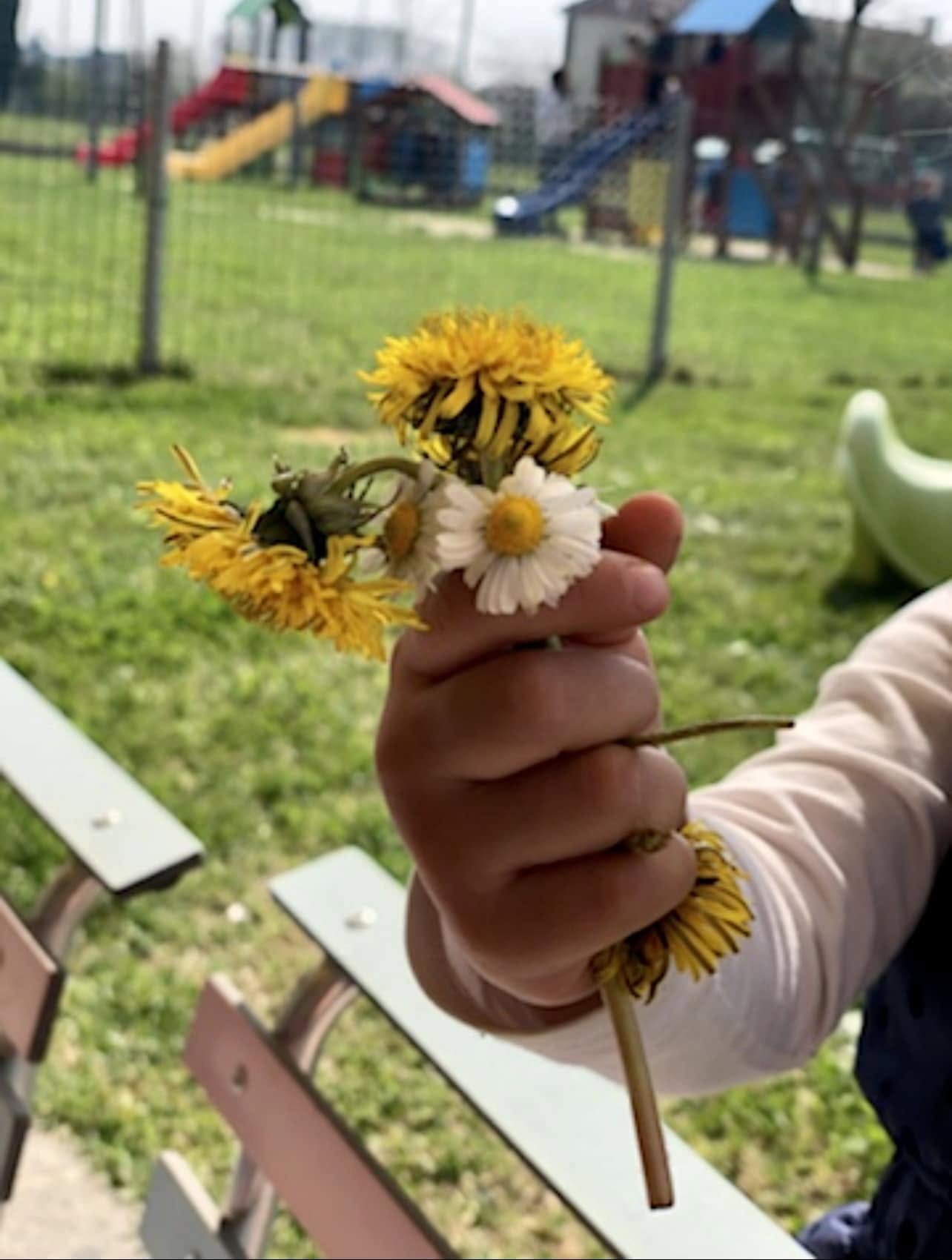Fiori raccolti durante le attività all’aria aperta